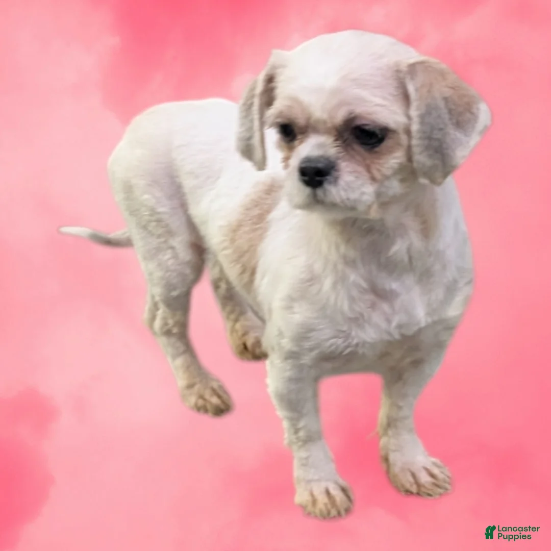 Shihpoo dogs for sale: Alice - Ad 5