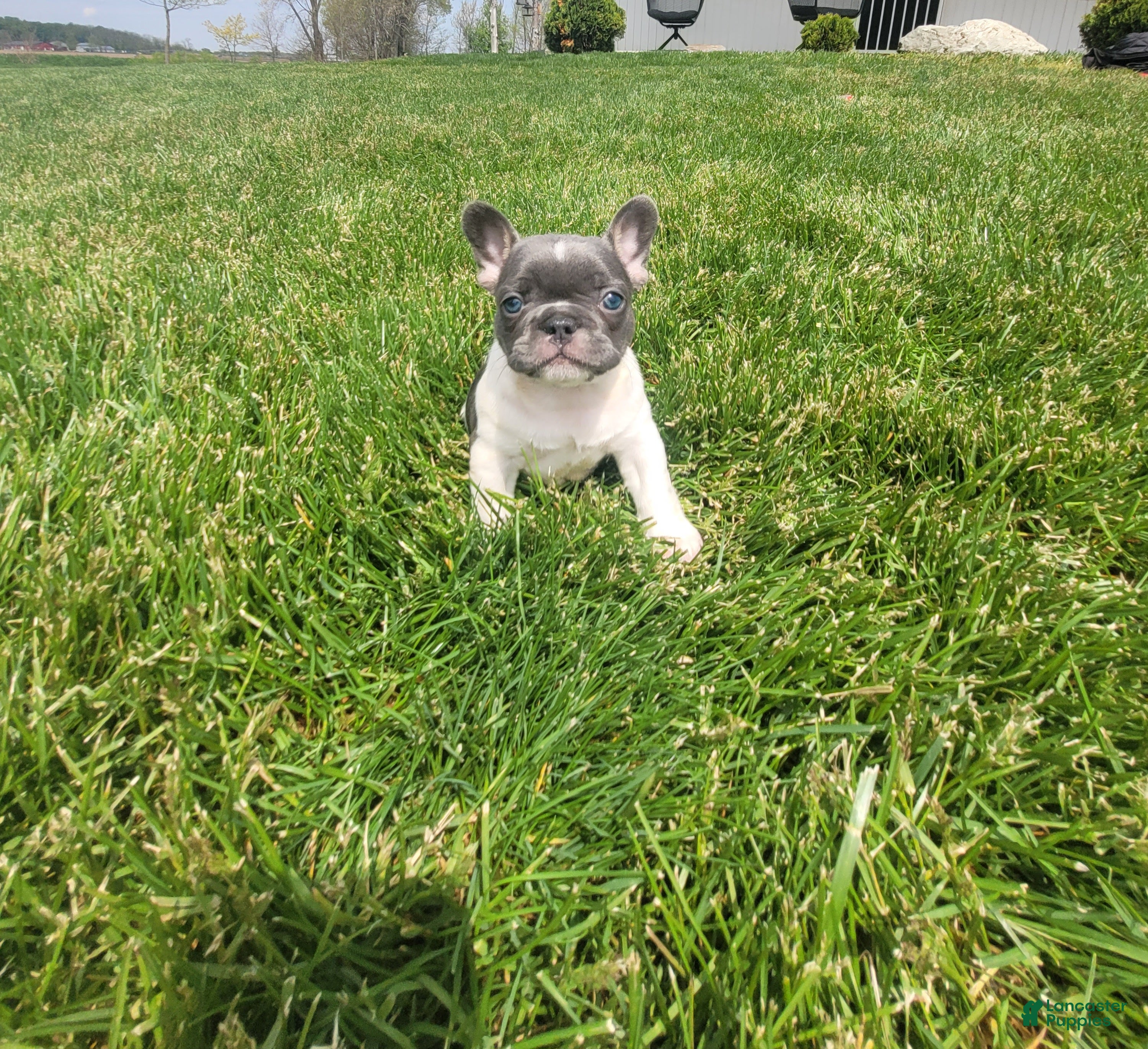 French Bulldog dogs for sale:  Brylee, Puppy 4 - Ad 1