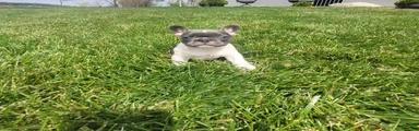  Brylee, Puppy 4