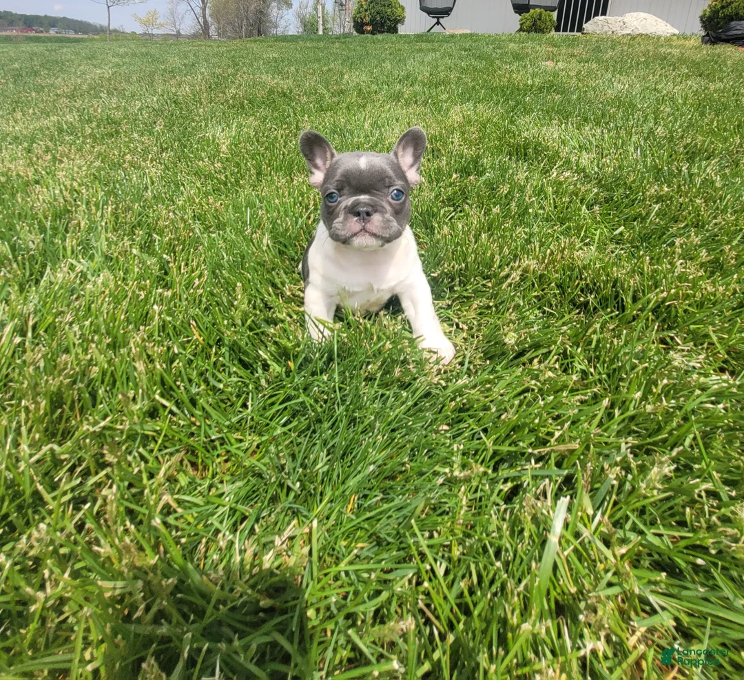 French Bulldog dogs for sale:  Brylee, Puppy 4 - Ad 1