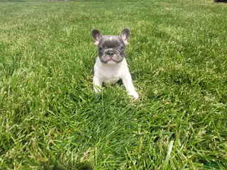 French Bulldog dogs for sale: Brylee, Puppy 4 - Ad 1