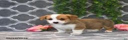 Welsh Corgi Pembroke dogs for sale: Princess - Ad 3