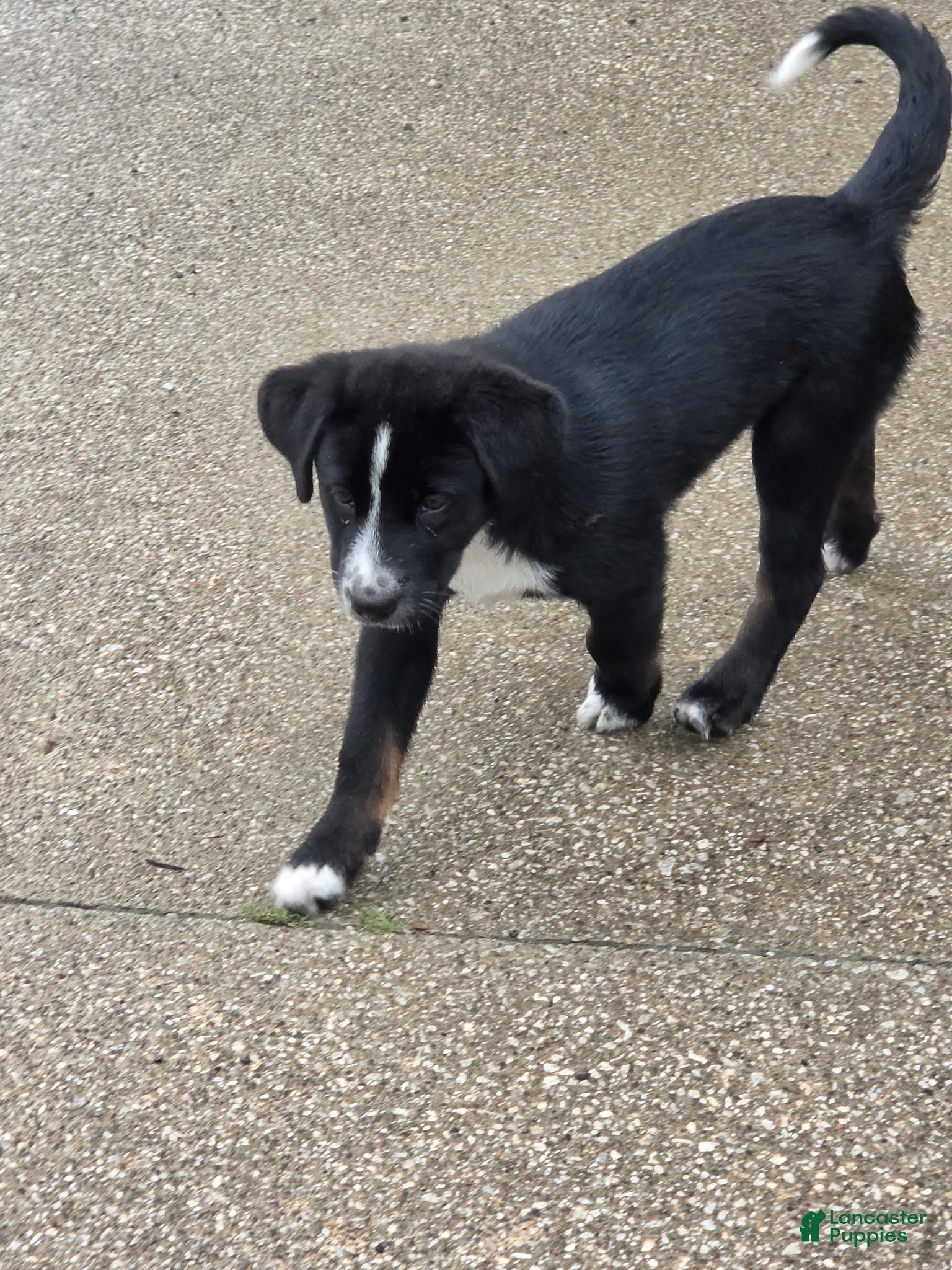 Mixed Breed dogs BONNIE - Ad 1
