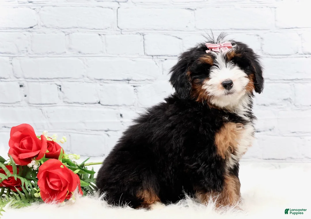Mini Bernedoodle dogs for sale: Dylan - Ad 3