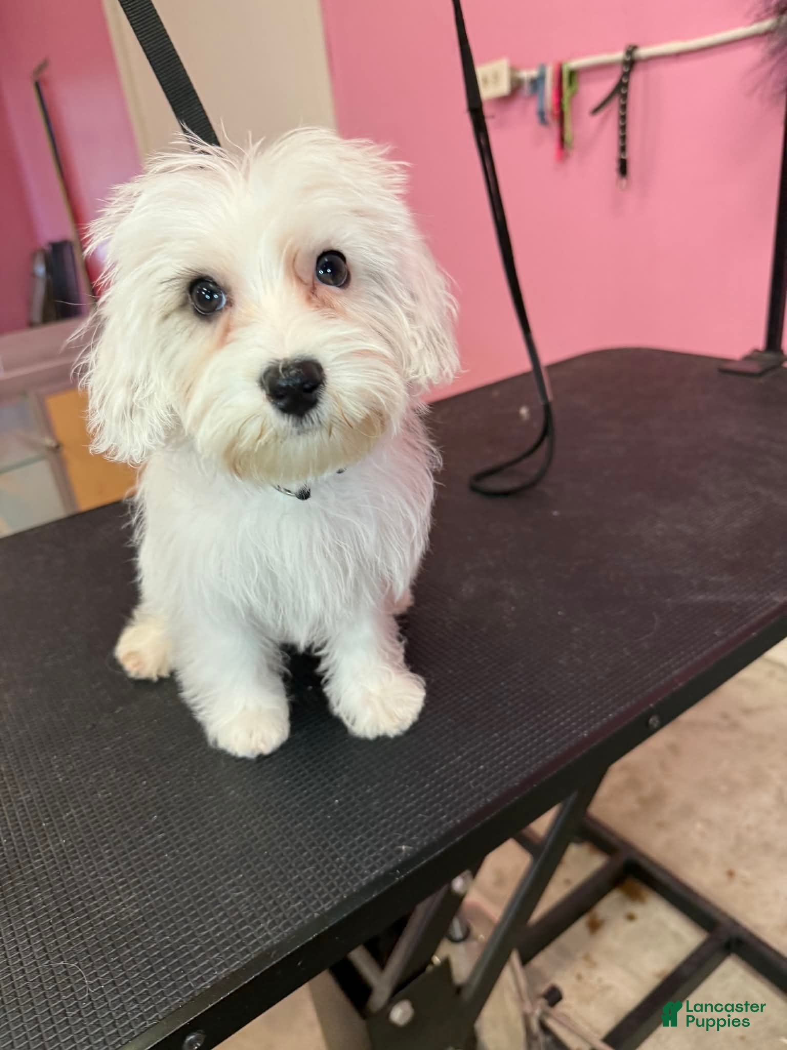 Yochon dogs Rick - Ad 1