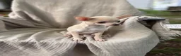 Chihuahua dogs for sale: Female Merle short coat  - Ad 2
