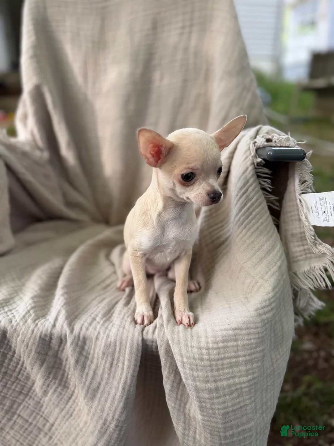 Chihuahua dogs for sale: Female Merle short coat  - Ad 2