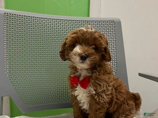 Mini Goldendoodle dogs - Ad 5