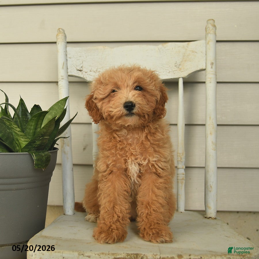 Mini Goldendoodle dogs Juliet - Ad 1