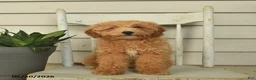Mini Goldendoodle dogs for sale: Juliet - Ad 1