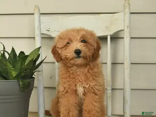 Mini Goldendoodle dogs for sale: Juliet - Ad 3