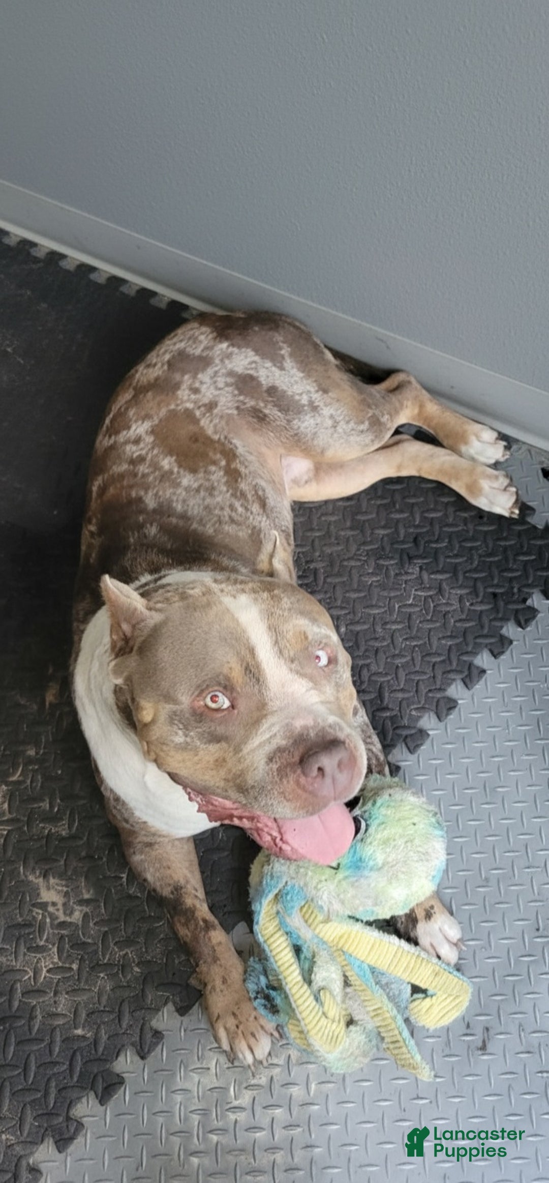 American Bully dogs for sale: GUY - Ad 5