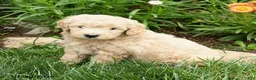 Mini Goldendoodle dogs for sale: Coral - Ad 3