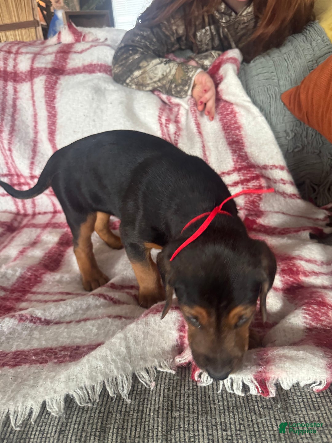 Mixed Breed dogs for sale: Mixed Breed Puppy 4 - Ad 24