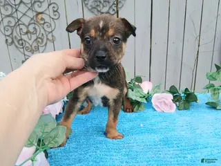 Mixed Breed dogs 1/2 Blue Heeler 1/2 Bulldog, Nationwide delivery - Ad 2