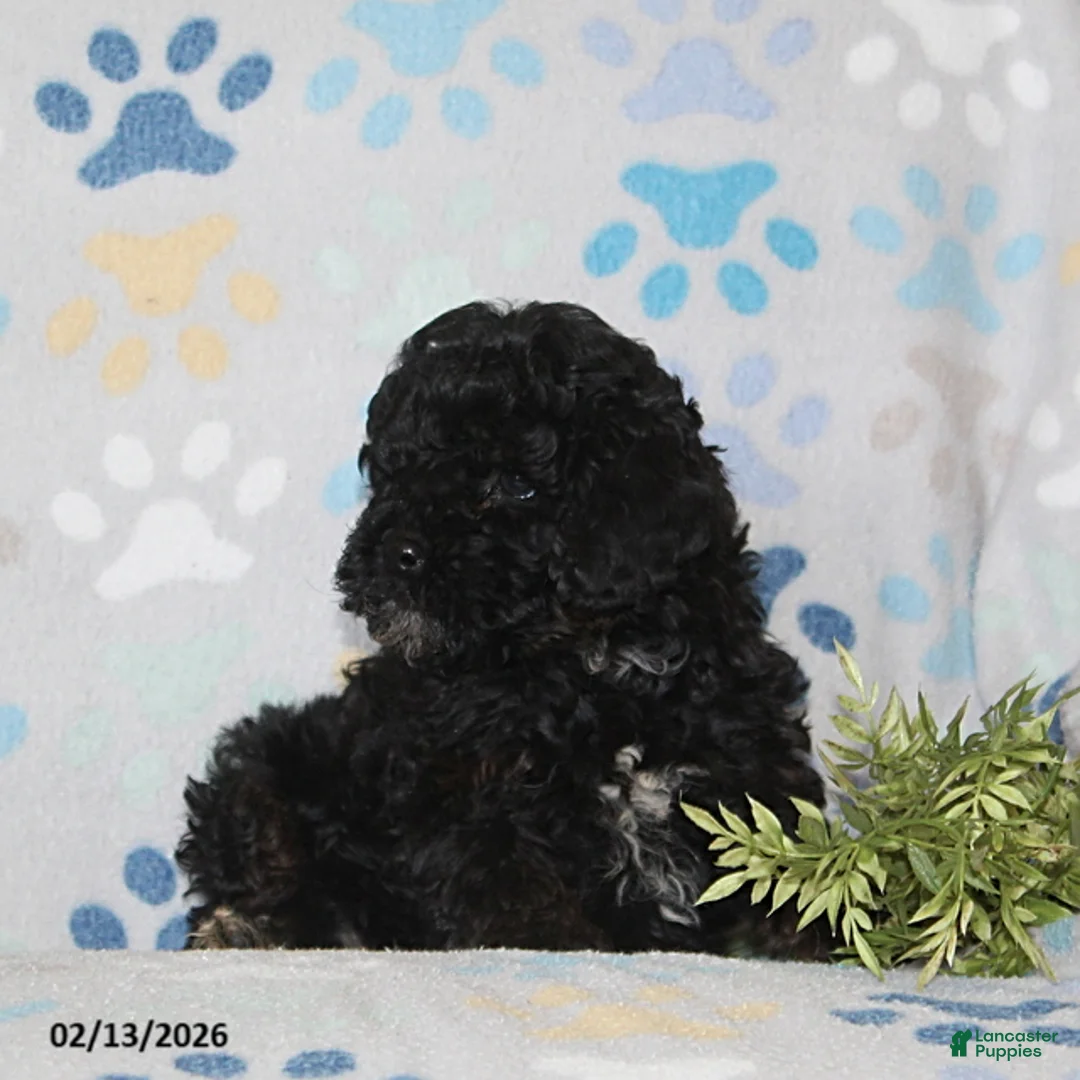 Toy Poodle dogs for sale: Tucker - Ad 3