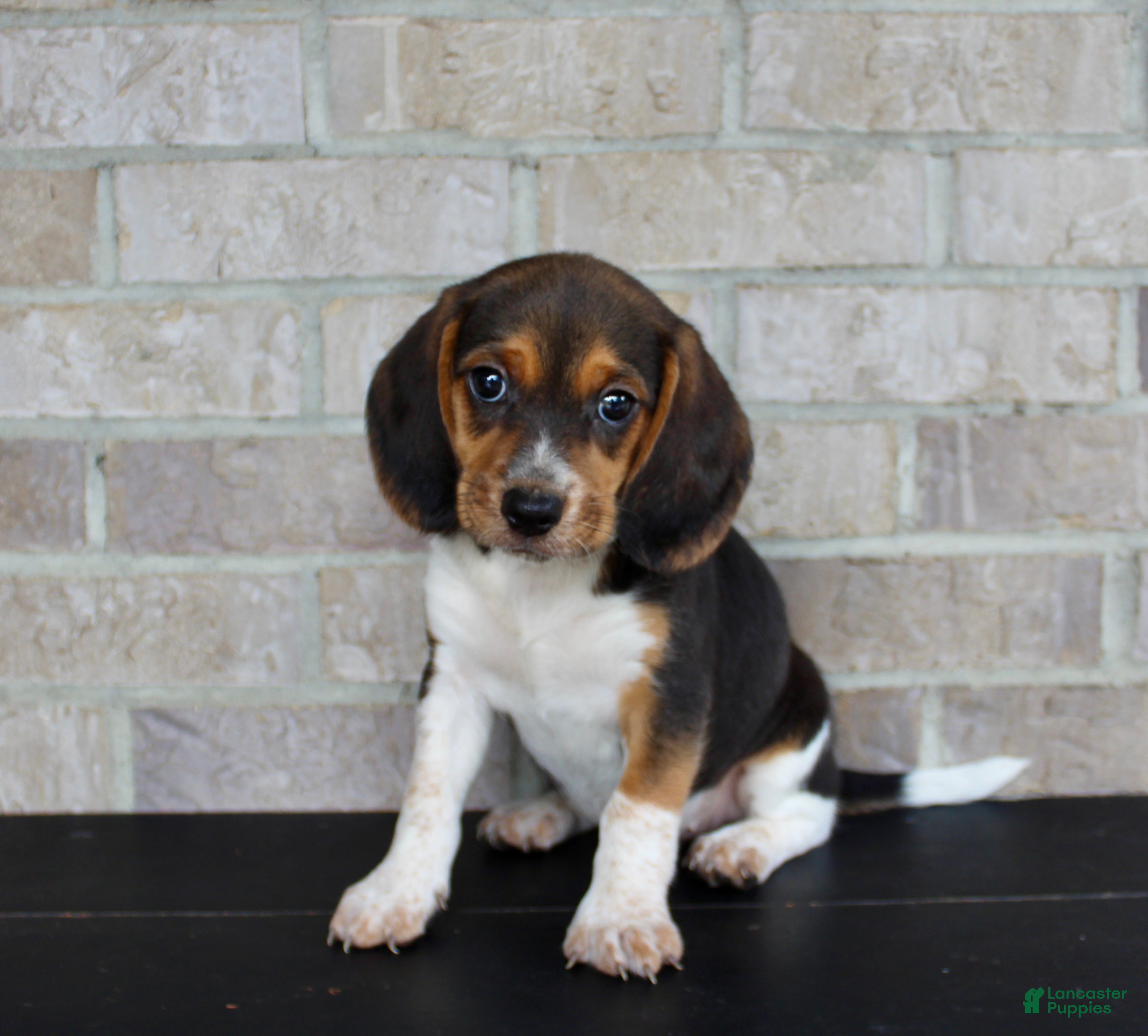 Beagle dogs Barbie  - Ad 1
