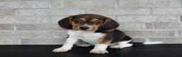 Beagle dogs for sale: Barbie  - Ad 1