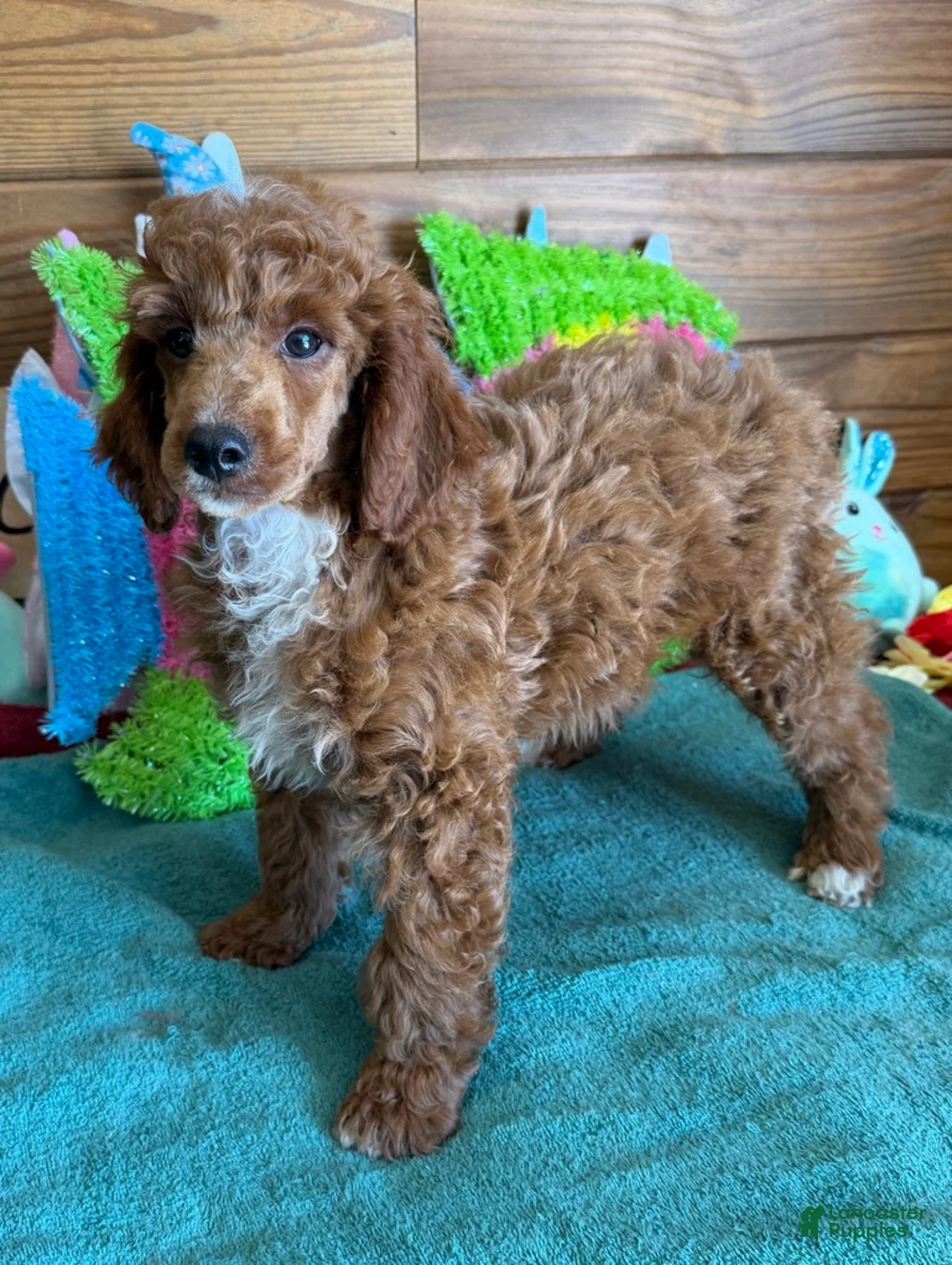 Miniature Poodle dogs for sale: Fireball - Ad 3