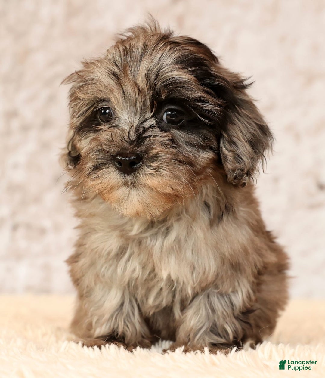 Havapoo dogs for sale: Paige - Ad 6