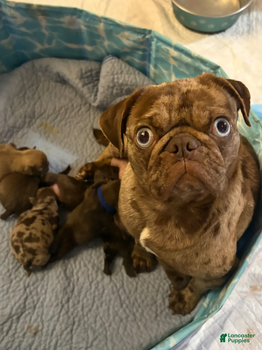 Pug dogs for sale: Truffle - Ad 5