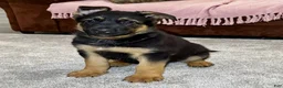 German Shepherd dogs for sale: Reno - Ad 15