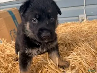 German Shepherd dogs for sale: Green Collar - Ad 4