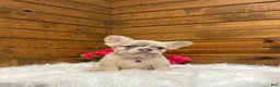 French Bulldog dogs for sale: Daisy - Ad 8