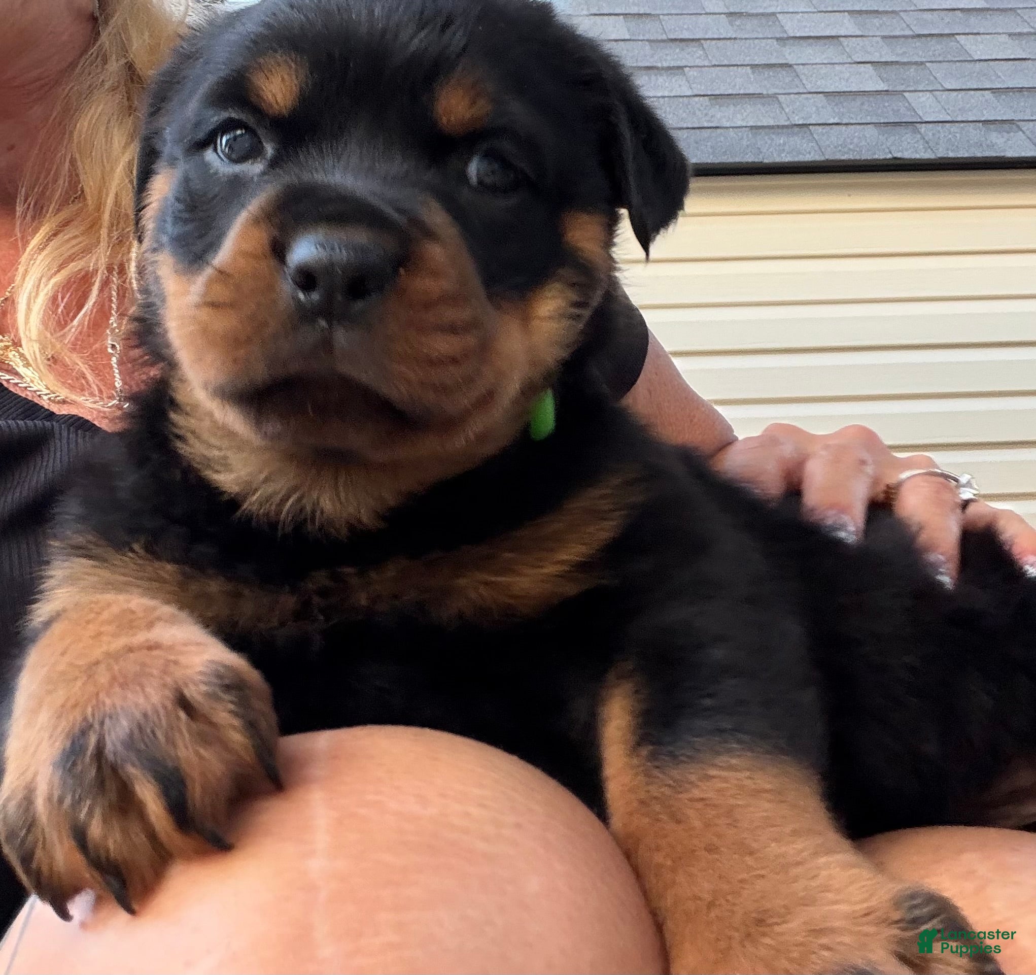 Rottweiler dogs Puppy 1 - Ad 2