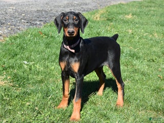 Doberman Pinscher dogs - Ad 25
