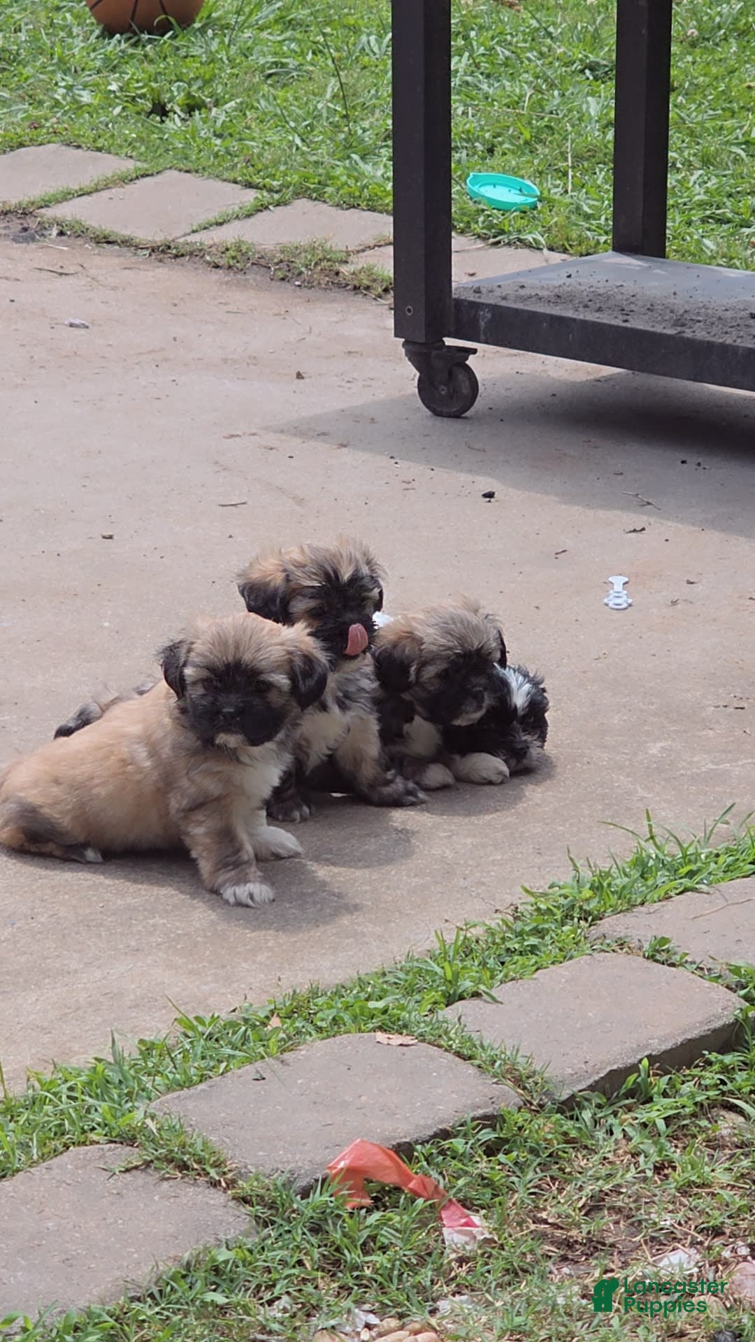 Gallery Image {{count}}