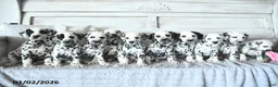 Dalmatian dogs for sale: Buster - Ad 2
