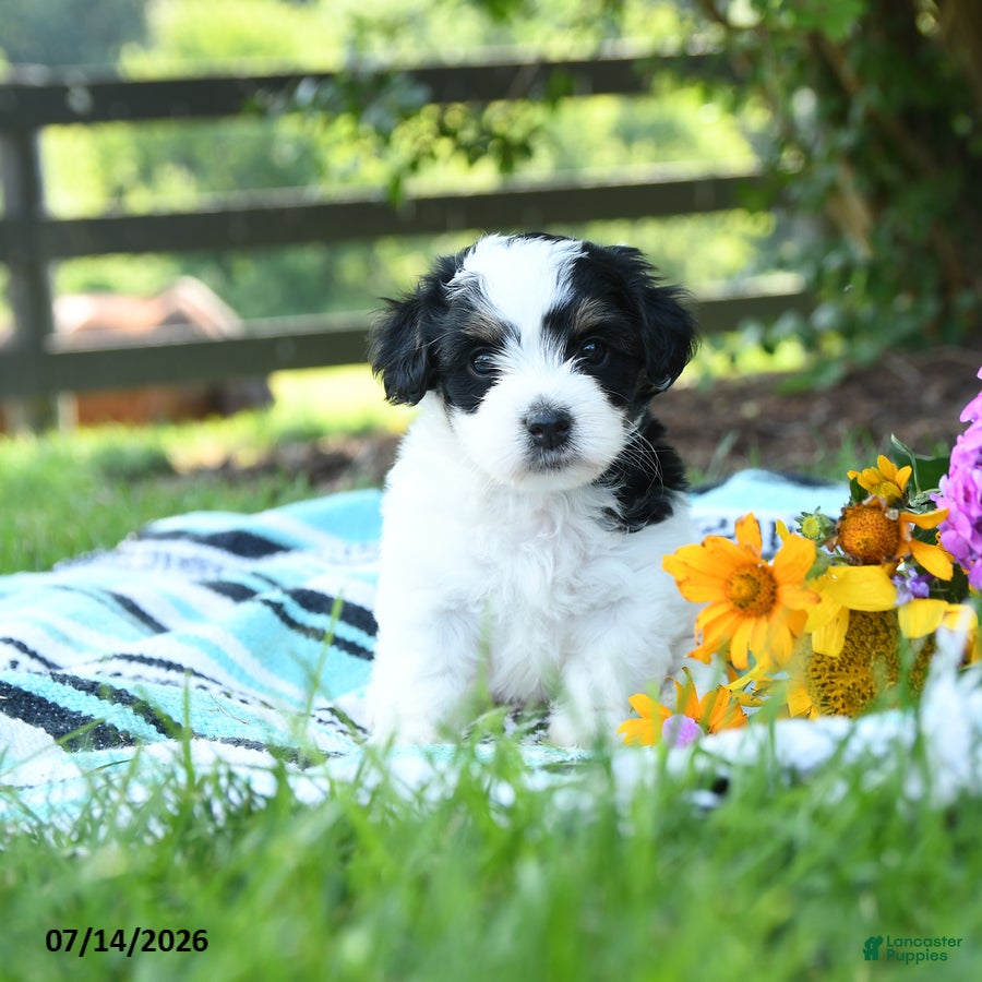 Mixed Breed dogs for sale: Milo - Ad 1