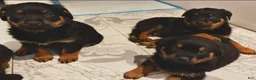 Rottweiler dogs for sale: Rottweiler Puppy 1 - Ad 6