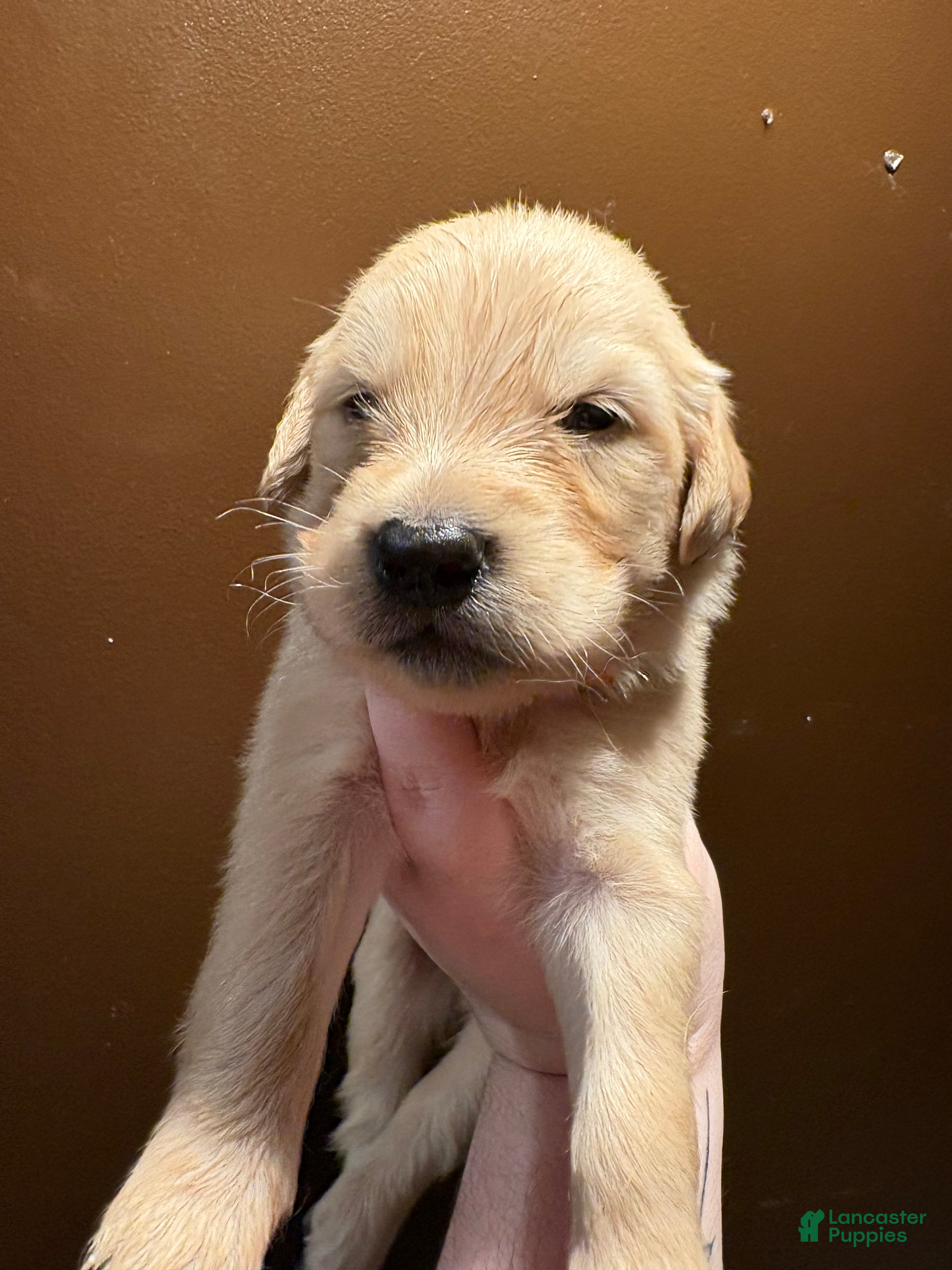 Golden Retriever dogs Cinnamon - Ad 9