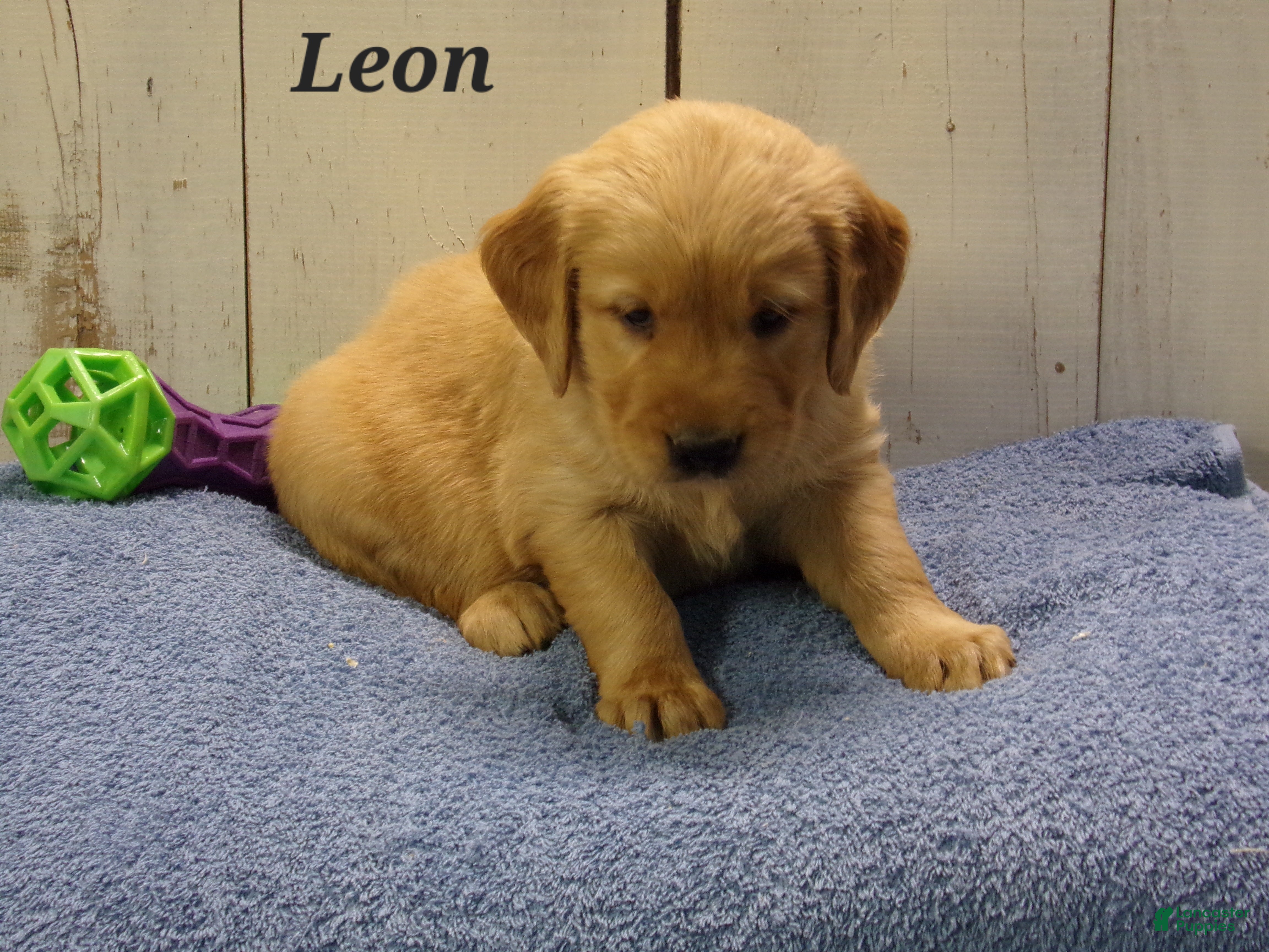 Golden Retriever Puppies for sale in Wisconsin Lancaster Puppies