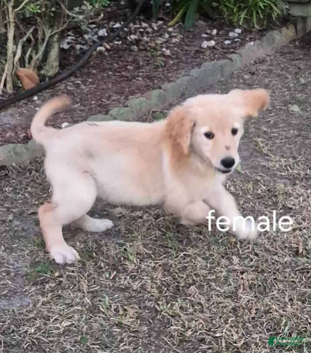 Golden Retriever dogs for sale: Girl 5 - Ad 1