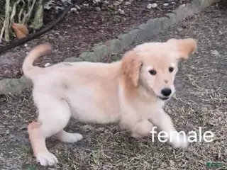 Golden Retriever dogs Girl 5 - Ad 6