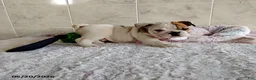 English Bulldog dogs for sale: Rory - Ad 7