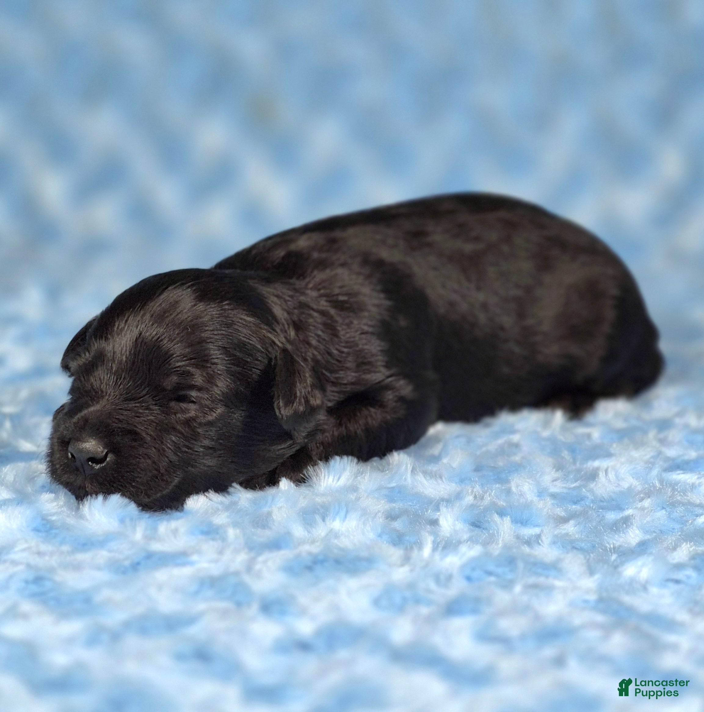 Miniature Schnauzer dogs Ziggy - Ad 2