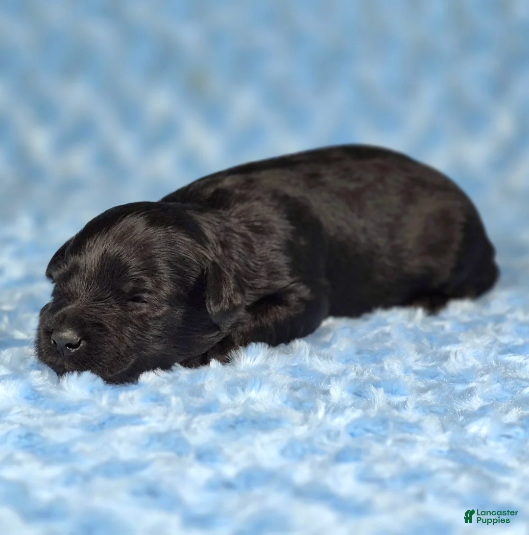 Miniature Schnauzer dogs for sale: Ziggy - Ad 2