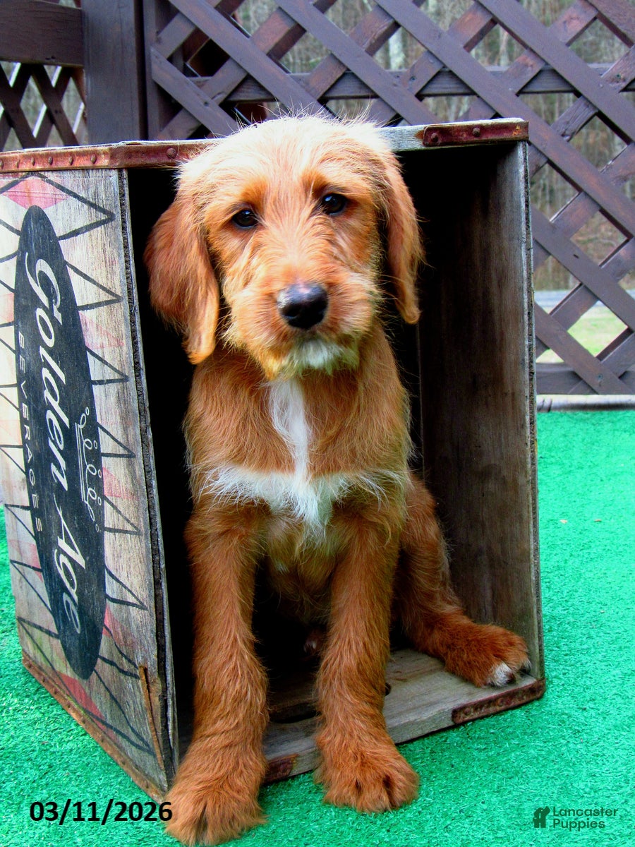 Labradoodle dogs Scott - Ad 2