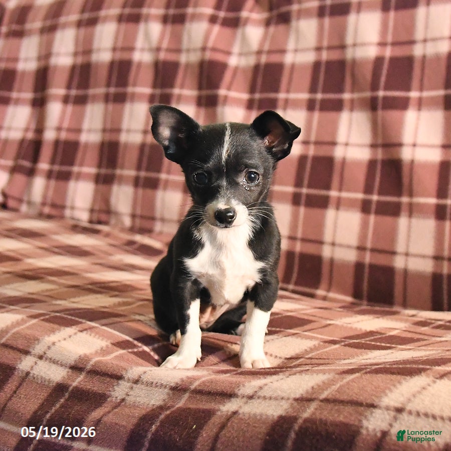 Chihuahua dogs for sale: Tulip - Ad 1