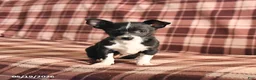 Chihuahua dogs for sale: Tulip - Ad 1