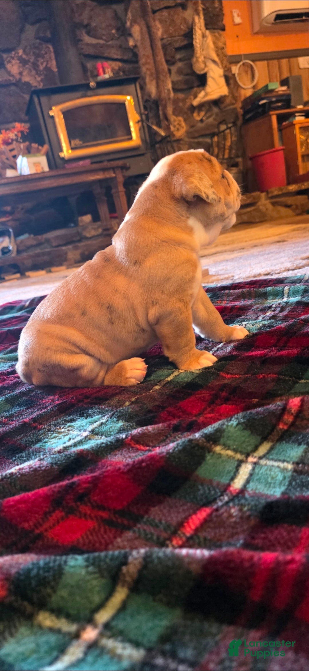 Mixed Breed dogs for sale: OLDE ENGLISH BULLDOG  - Ad 2