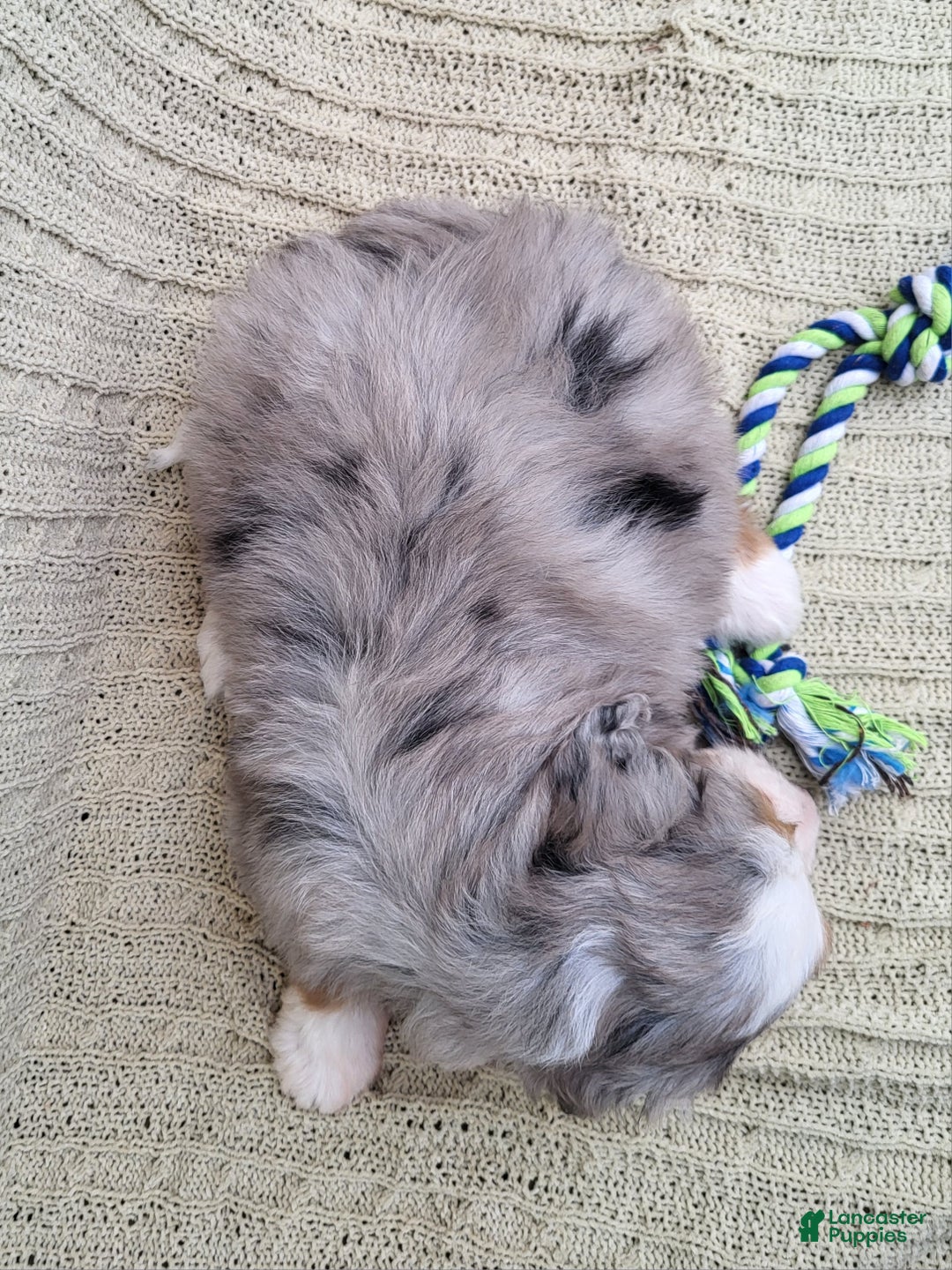 Mini Bernedoodle dogs for sale: Savanna - Ad 8