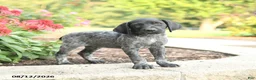 German Shorthaired Pointer dogs for sale: Abner - Ad 5