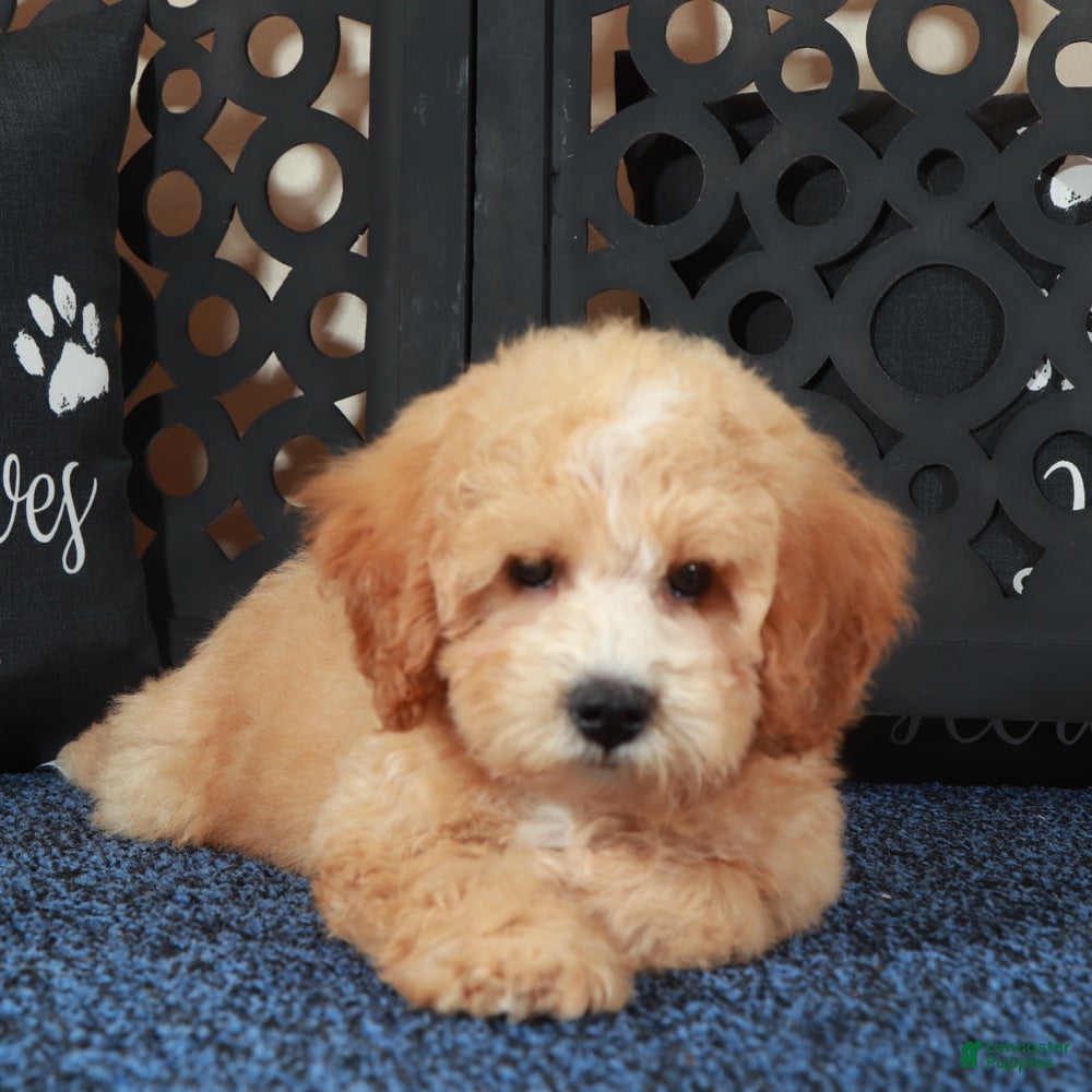 Bichpoo dogs Duke  - Ad 14