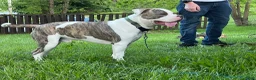 American Bully dogs for stud: Bully to be studded out - Ad 5
