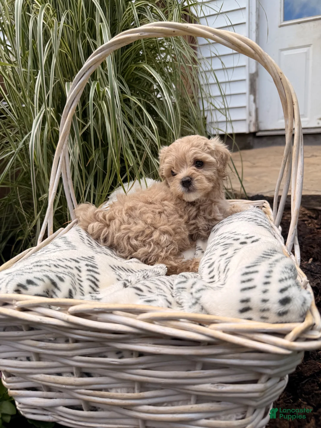 Maltipoo dogs for sale: Daisy - Ad 2